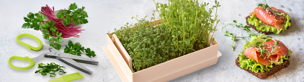 Bylinky a klíčky sú výborným zdrojom vitamínov a enzýmov.