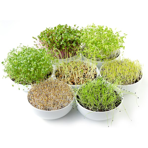 Naklíčovacia misa s vekom 29x21 cm