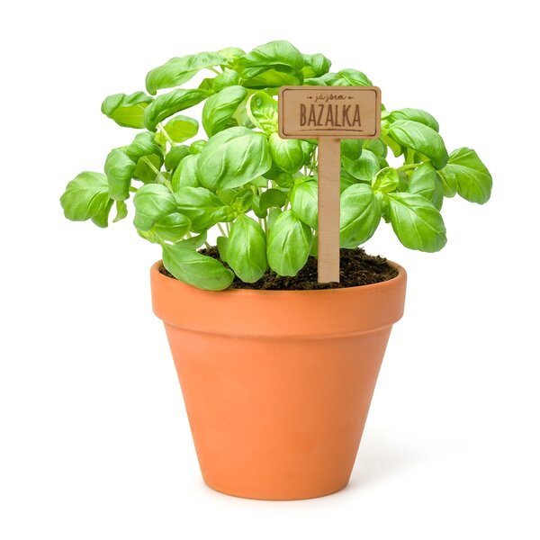 Zápich do kvetináča bazalka