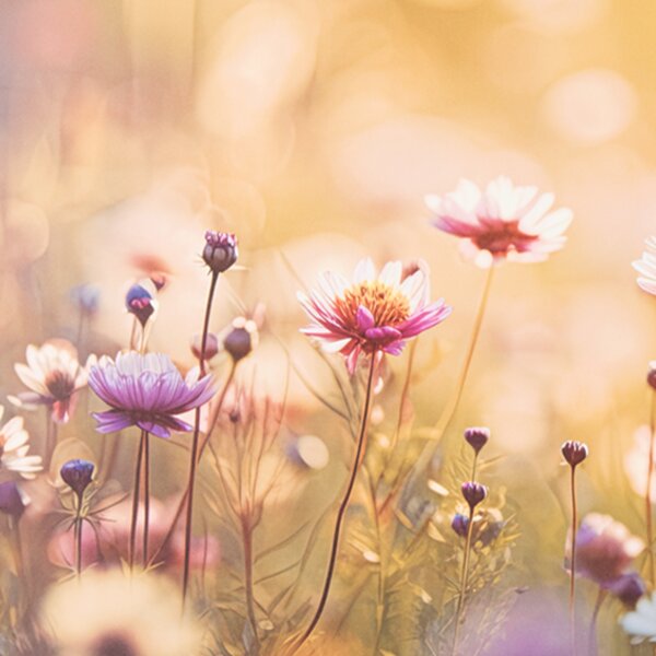 Prestieranie lúčne kvety 43x28 ​​cm