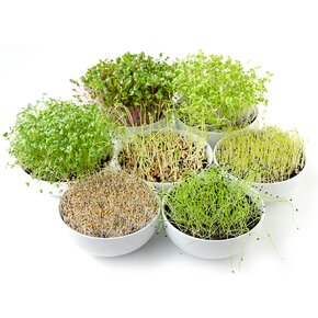 Naklíčovacia misa s vekom 29x21 cm