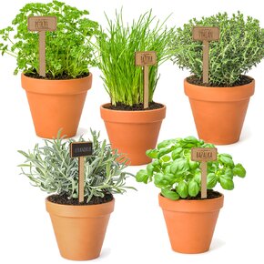 Zápich do kvetináča tymian